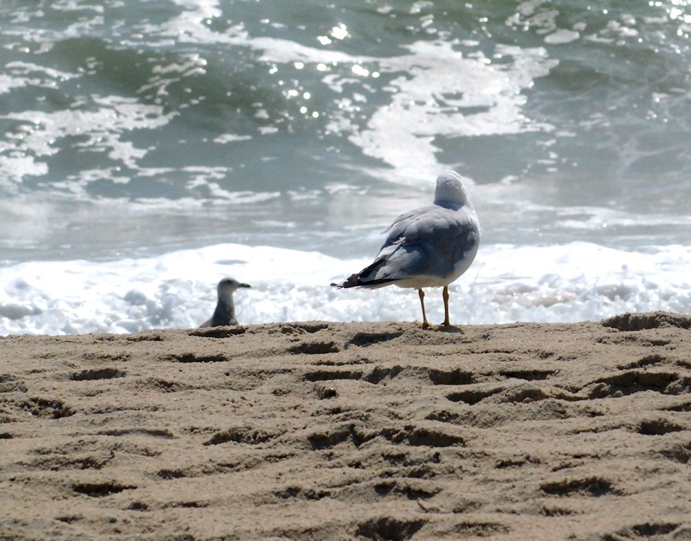 Birds on Madaket beach