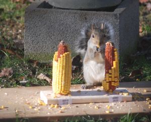 Squirrel participating in the experiment.